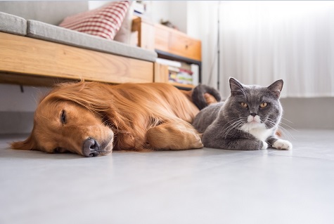 Planning to Have a Pet? Know The Compatibility between You and Your Pet First